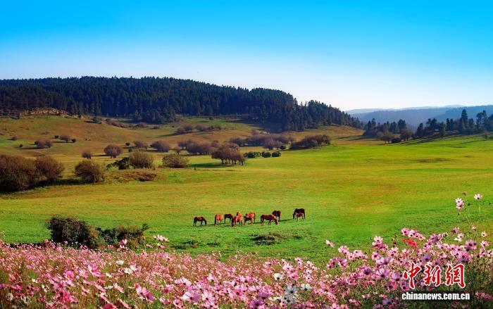 国家体育总, 英国, 日电